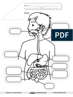 El Aparato Digestivo Ficha Recursosep