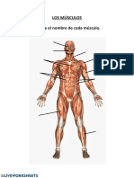 Los Músculos Escribe El Nombre de Cada Músculo