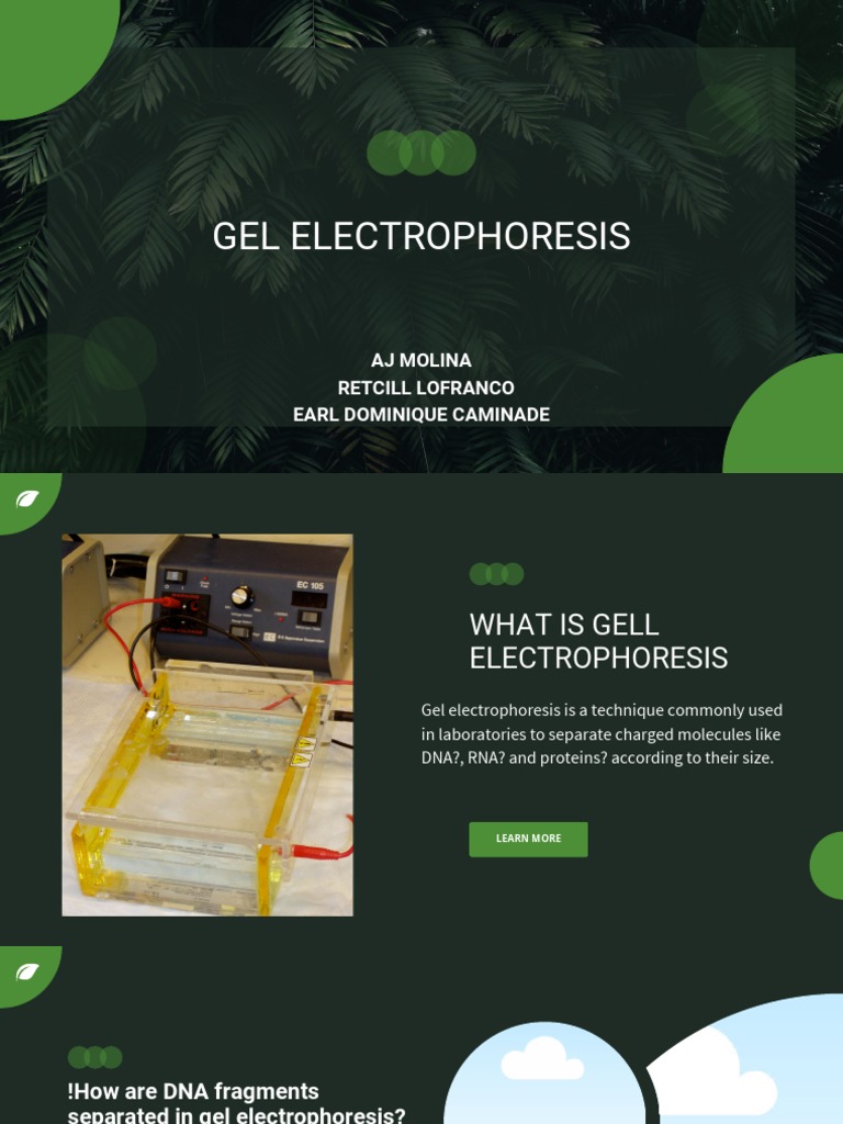 Gel Electrophoresis Explained PDF Gel Electrophoresis Agarose Gel