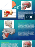 Músculos de La Masticación PDF