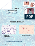 Bacilos Gram Positivos. BACILLUS