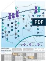 Neurotrophin Signaling Pathway Poster
