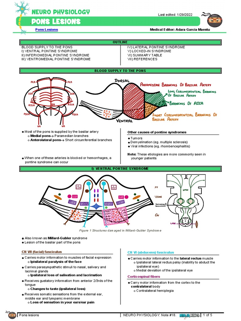 Pons Lesions and Associated Syndromes | PDF | Nervous System | Human ...