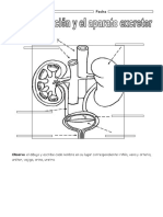 Aparato Excretor Primaria