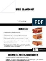 Anatomia 5