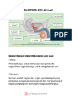 Organ Reproduksi Laki