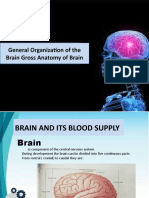 General Organization of The Brain Gross Anatomy of