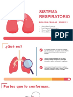 Sistema Respiratorio