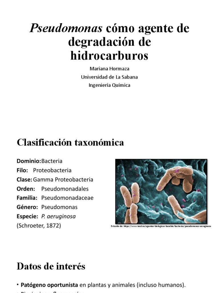 Pseudomonas: Degradación de Hidrocarburos | PDF | Tecnología