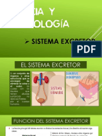 Sistema Excretor 25 - 06 - 2021