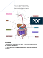 The Digestive System & Enzymes