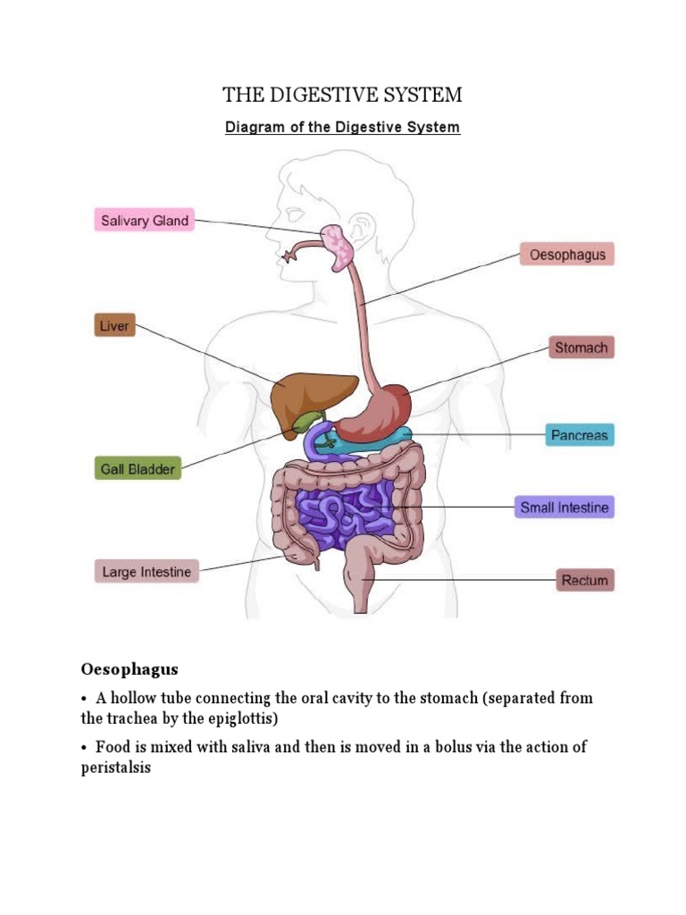 The Digestive System & Enzymes PDF