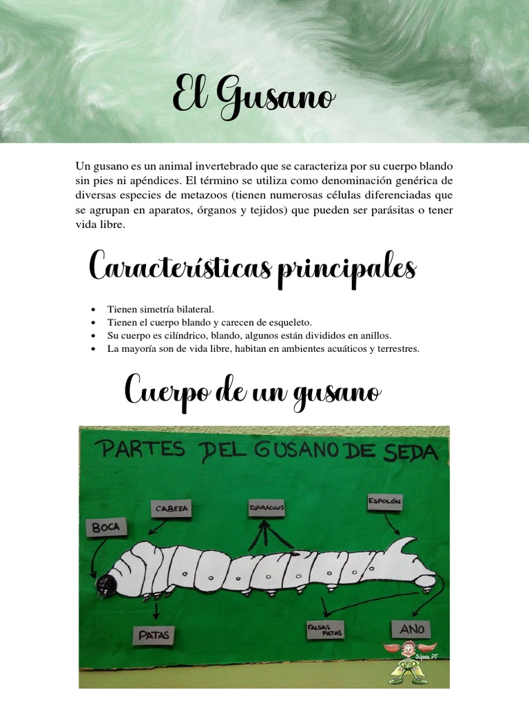 Características del Gusano Invertebrado | PDF