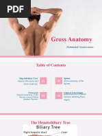 Gross Anatomy Liver