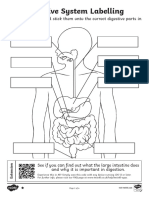 T2 S 448 Digestive System Labelling Worksheet - Ver - 3