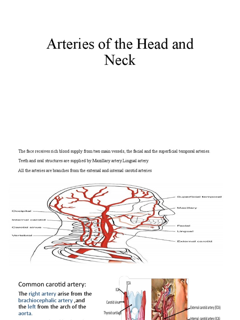 Arterial and Venous Supply of Head & Neck | PDF | Common Carotid Artery ...