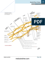 Le Plexus Brachial