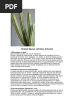 10 Dicas Básicas no Cultivo de Cactos