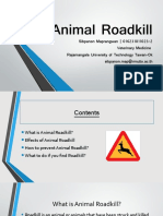 Animal Roadkill