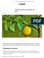 ¿Cuál Es La Fecha Indicada para Trasplantar Un Limonero de Maceta - Infoagro