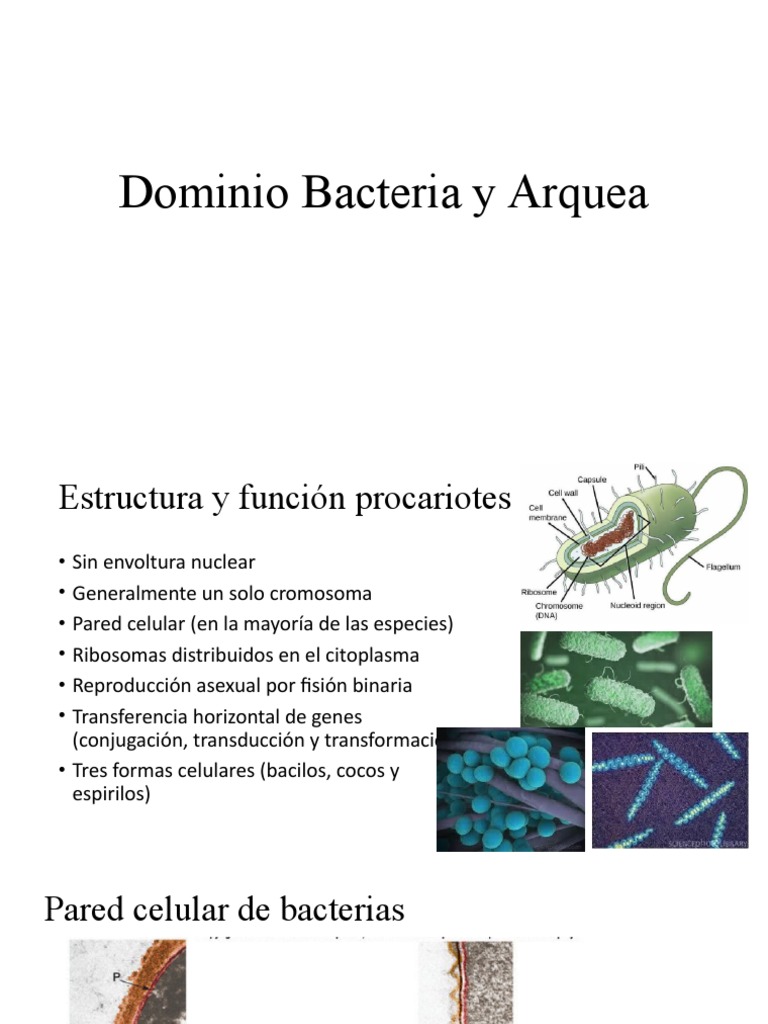 Tema12. Dominio Bacteria y Arquea | PDF | Las bacterias | Archaea