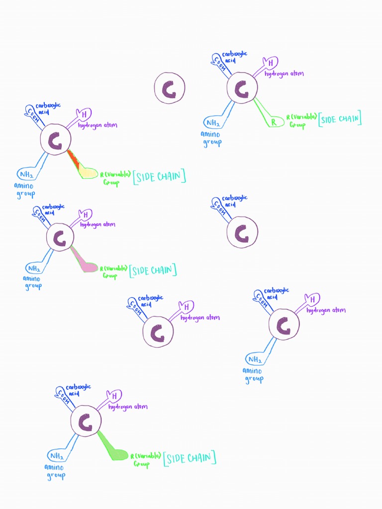 Amino Acids | PDF