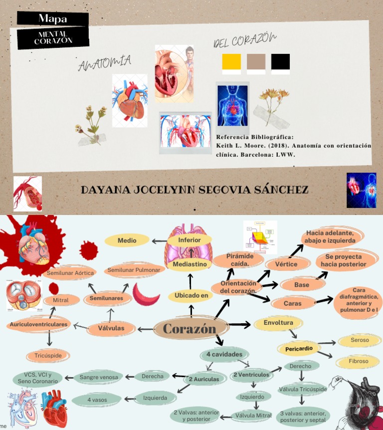 Ada Mapa Mental Del Corazón | PDF | Corazón | Órgano (anatomía)