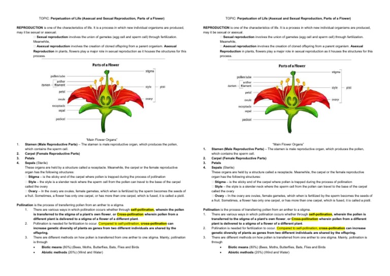 LP3 Parts of Flower Handouts | PDF | Pollination | Flowers