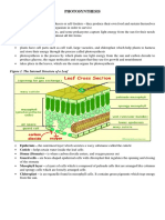 Photosynthesis and Cellular Respiration