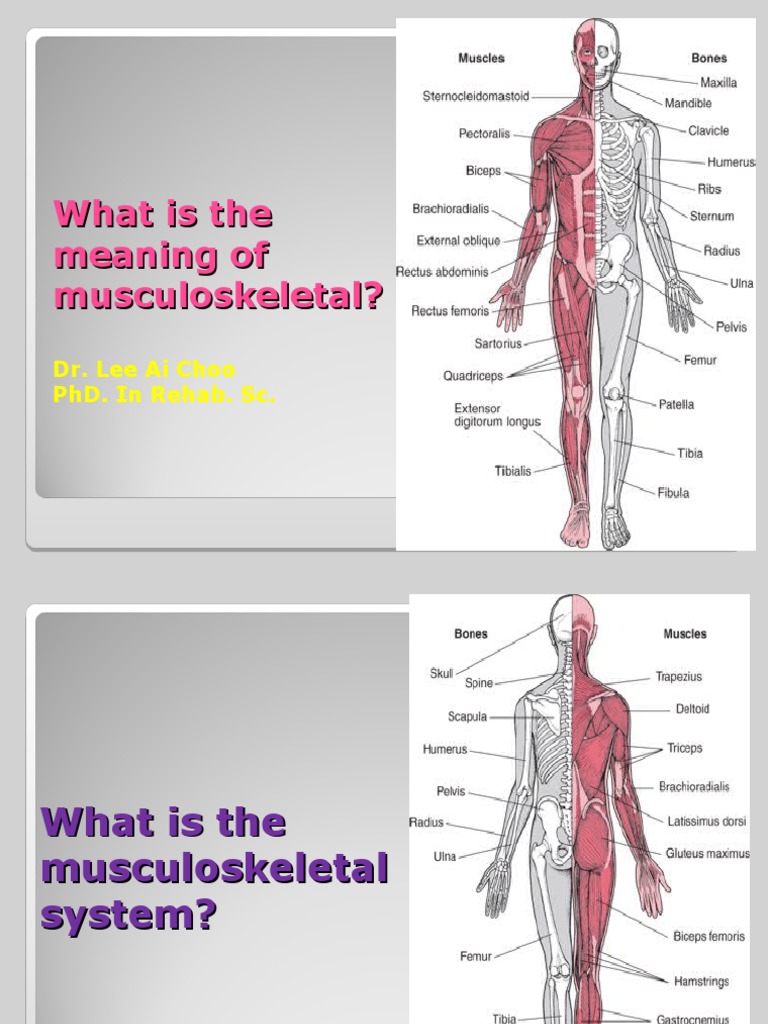 Musculoskeletal Definition Pdf