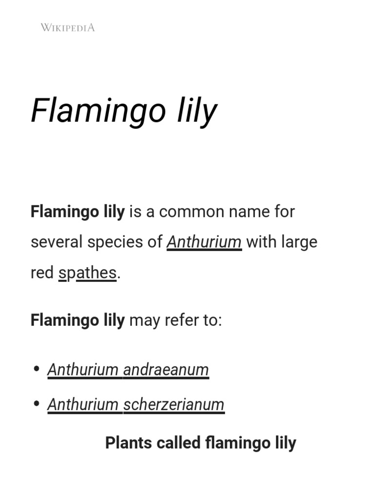 Flamingo Lily PDF