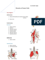 Muscles of Lower Limb