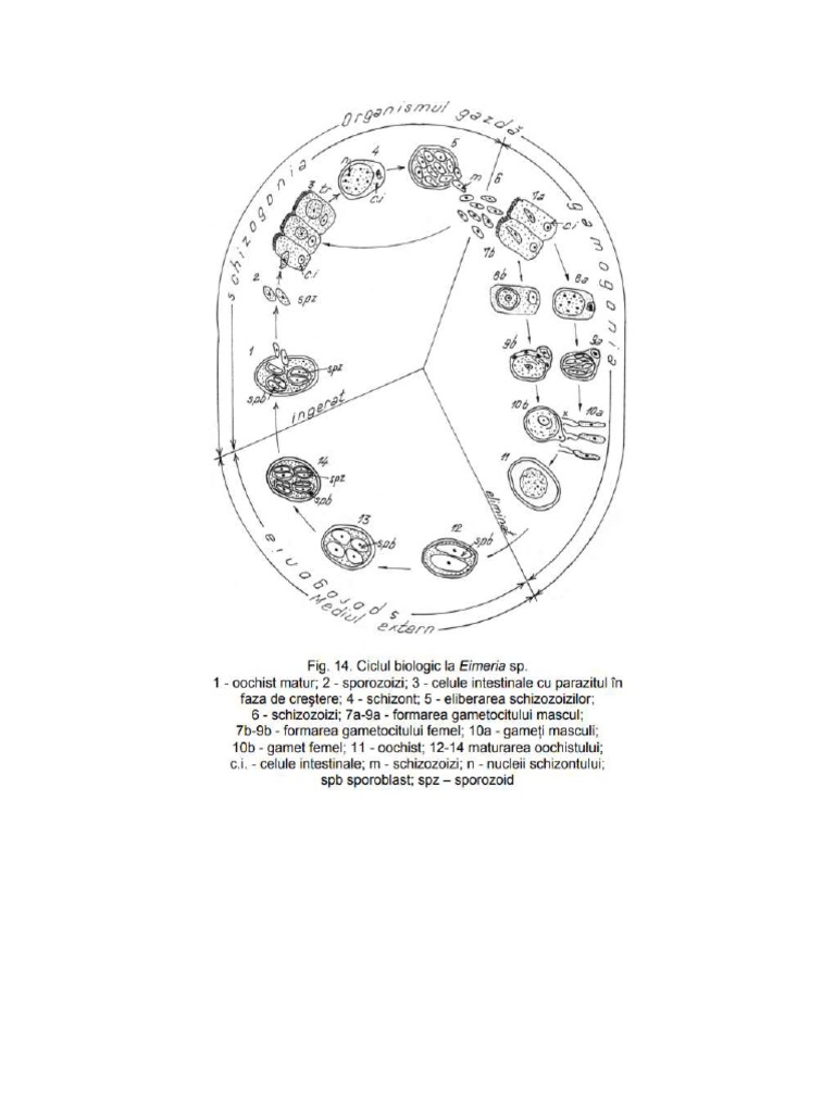 Ciclul biologic la eimeria pdf