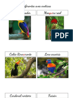 Diferentes Aves Exóticas