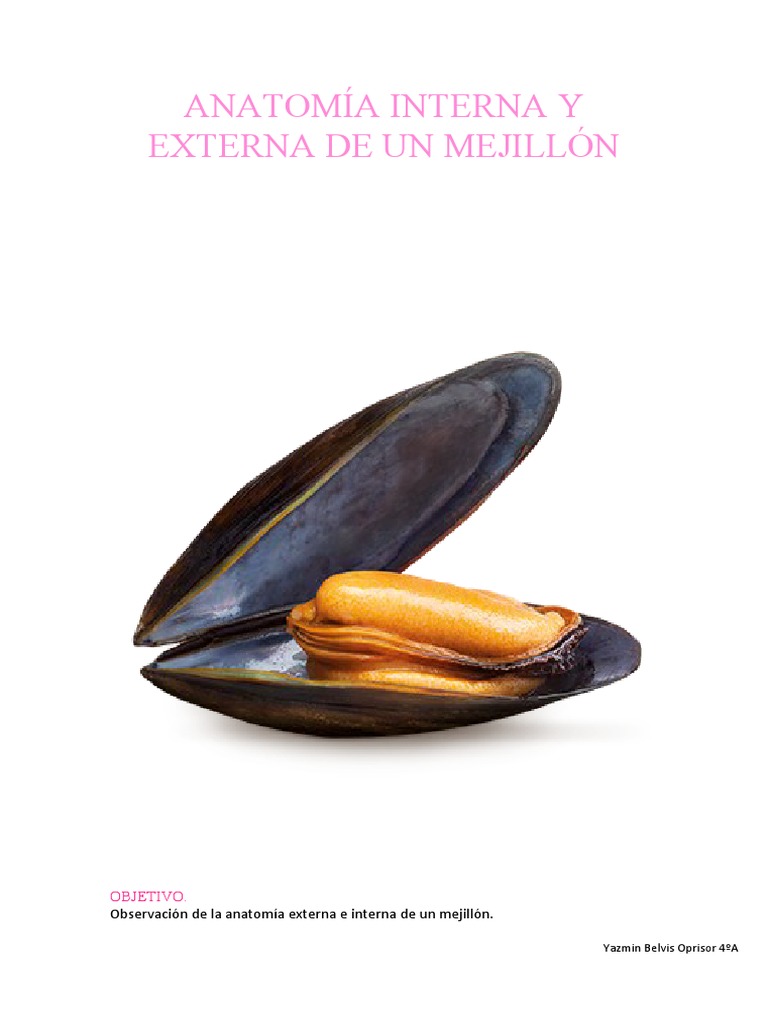 anatom-a-interna-y-externa-de-un-mejill-n-pdf