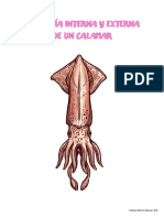Anatomía de Un Calamar