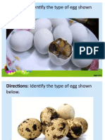 uses of egg in culinary