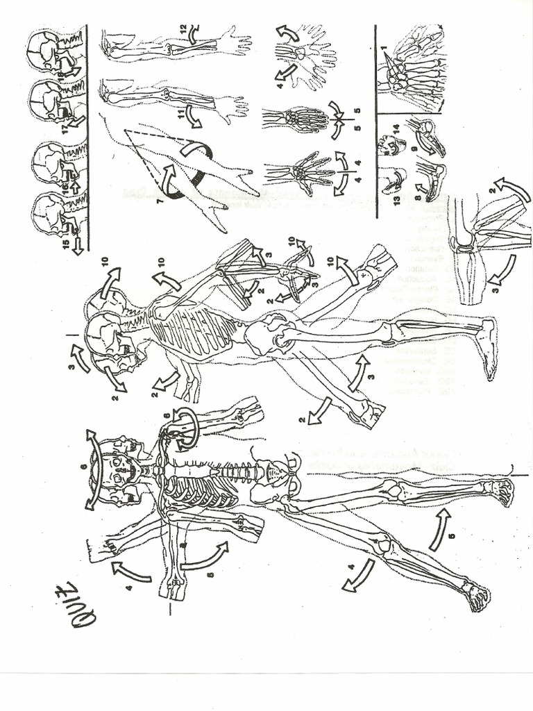Joint Movement Worksheet PDF