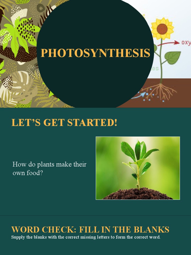 PHOTOSYNTHESIS PDF Photosynthesis Stoma
