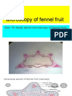 Microscopy of Fennel Fruit
