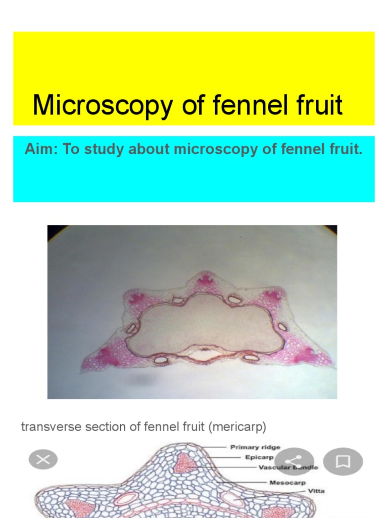Microscopy of Fennel Fruit PDF