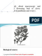 Macroscopy and Microscopy of Flowering Bud of Clove