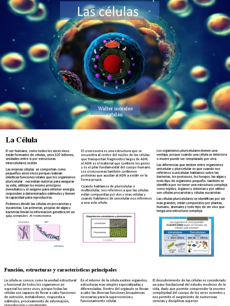 Estructura y Función Celular | PDF | Citoplasma | Biología Celular)