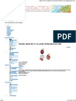 Kidney With Adrenal Gland, 2 Part