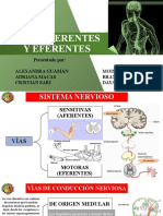 Vías (Trabajo de Neuroanatomía)