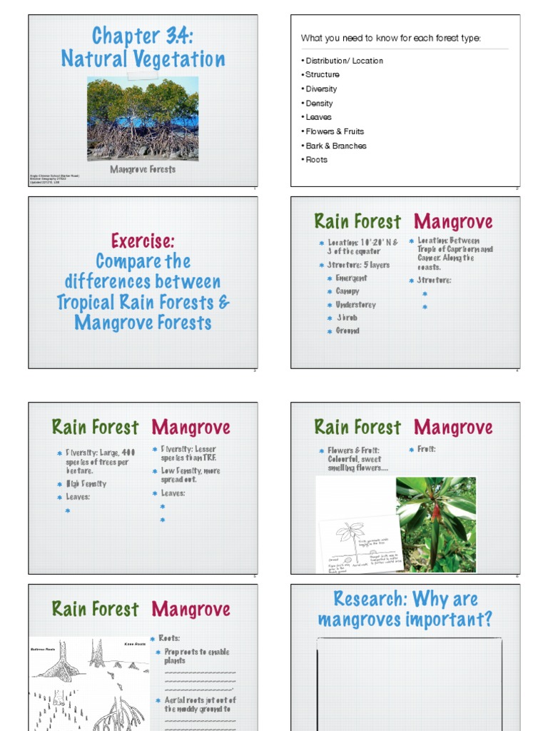 Mangrove Forests: Key Features & Importance | PDF | Home & Garden ...