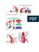 Sistema Cardiovascular