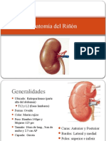 Anatomía Del Riñón