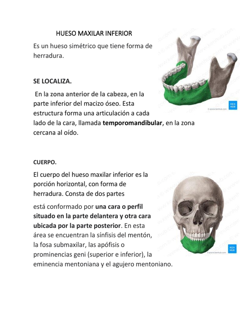 Estructura y Función del Maxilar Inferior | PDF