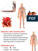 Cours Vascularisation Excel 2